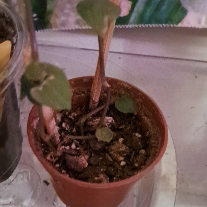 Photo of the plant species spiderwort by @yellowmoonlight named Bodhi on Greg, the plant care app