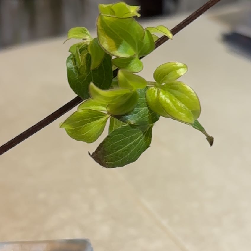 Photo of the plant species Clematis Pillu by @CalmingRiberry named Harmony on Greg, the plant care app