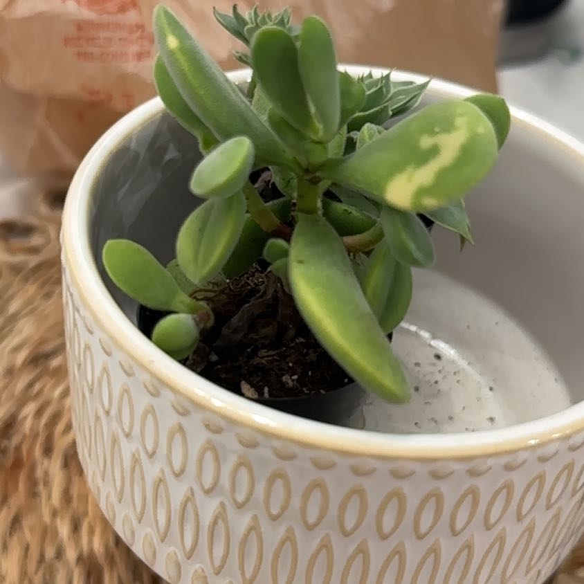 Photo of the plant species Crassula Green Beans by @xptl93 named Zion on Greg, the plant care app