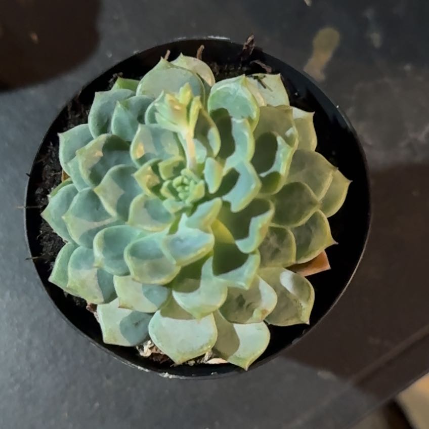 Photo of the plant species Echeveria 'Ruby Kissed' by @WillHaworthia named Orlando Bloom on Greg, the plant care app