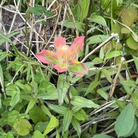 Photo of the plant species Texas Paintbrush by @aliya.shivahn named Girlfrond on Greg, the plant care app