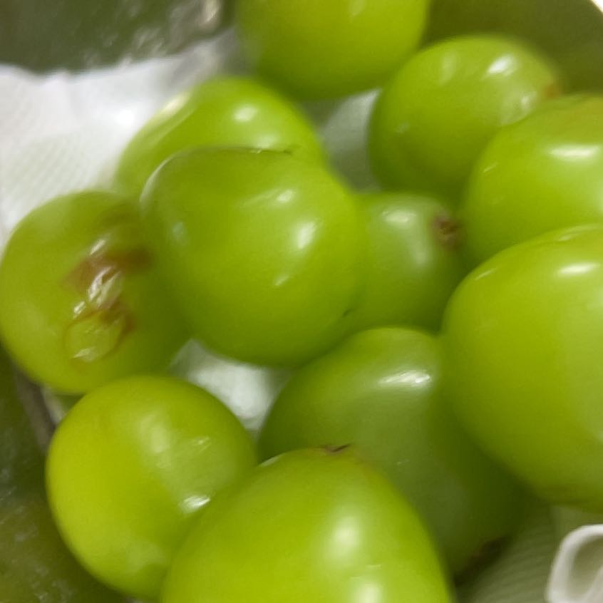 Photo of the plant species Black Bryony by @PoliteCat named Scarlett on Greg, the plant care app