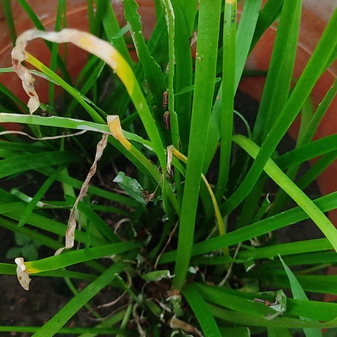 Photo of the plant species Iris by @FineSandcherry named Denali on Greg, the plant care app