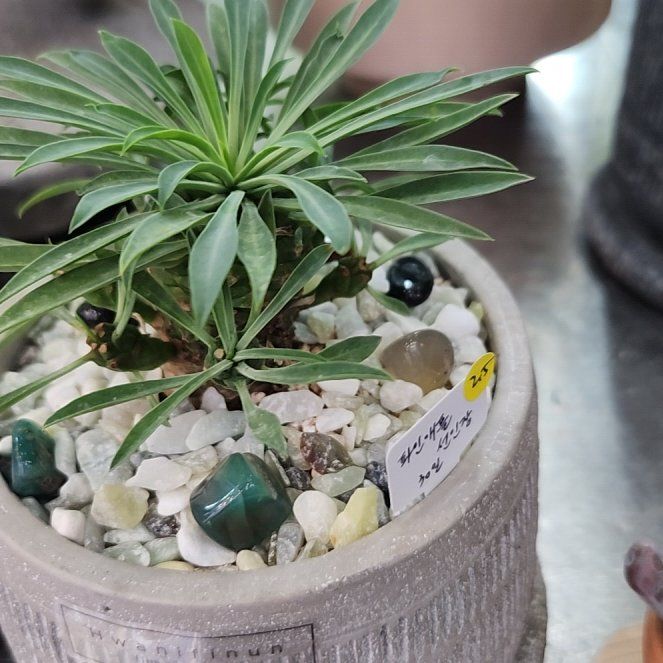 Photo of the plant species Goemaok by @TryWhiteknight named Navajo on Greg, the plant care app