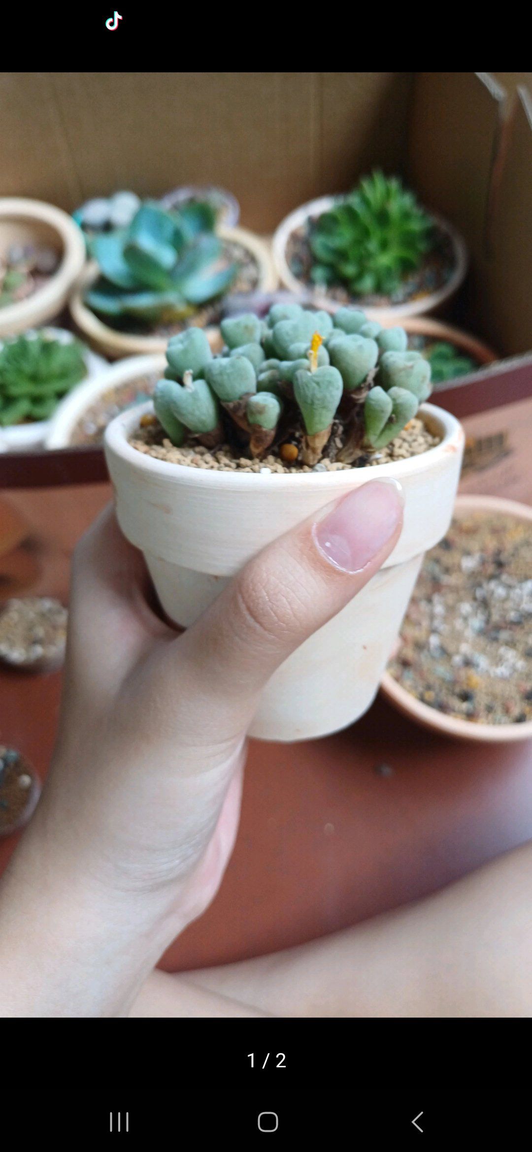 Photo of the plant species Button Plant by @CourtlyBroccoli named Conophytum meryari on Greg, the plant care app