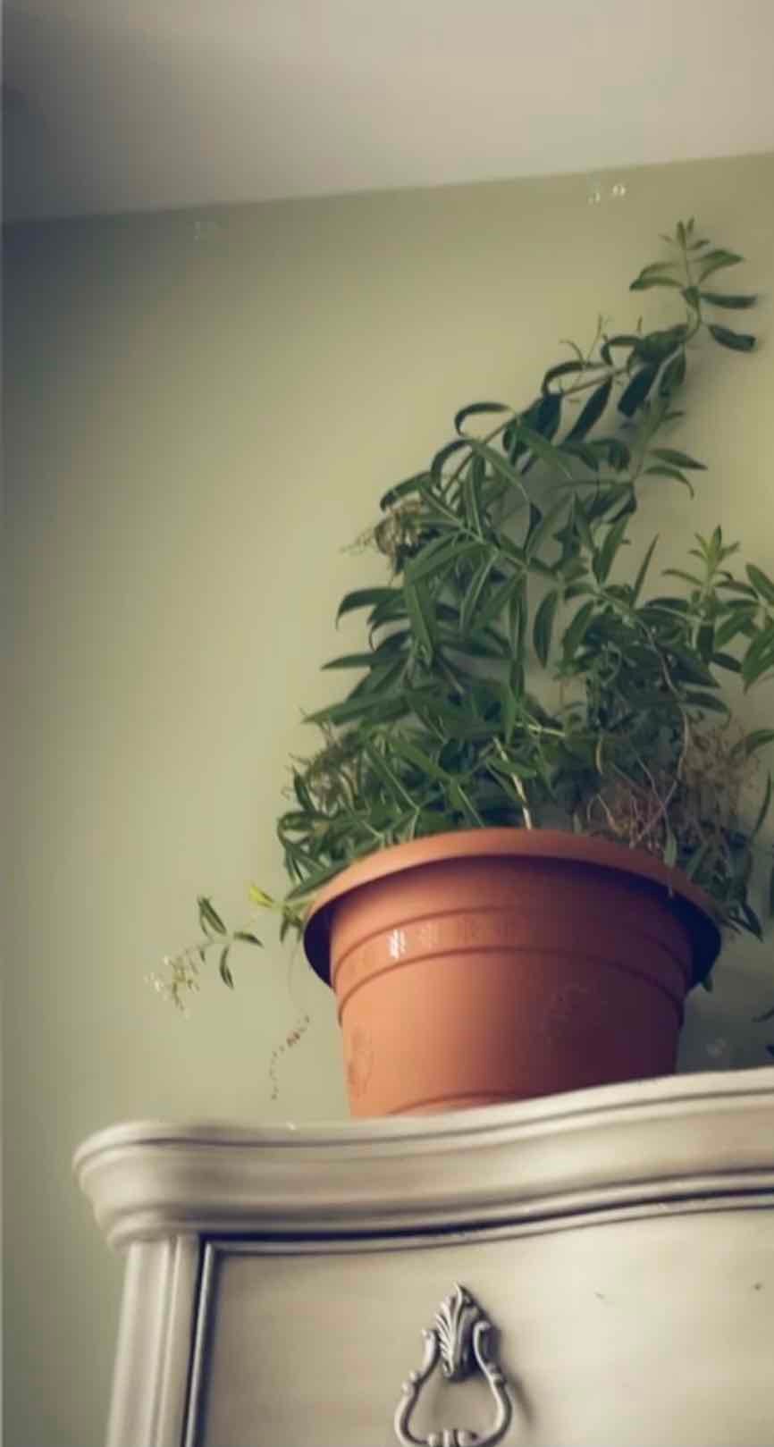 ⚠️ What Should I Do When Black Elderberry Leaves Turn Yellow?