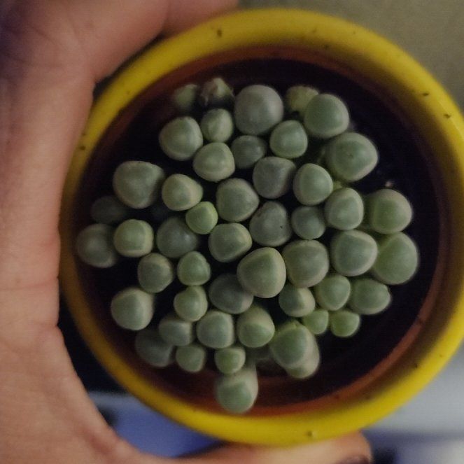 Photo of the plant species Baby Toes by @YeahPileamollis named Foxxy on Greg, the plant care app