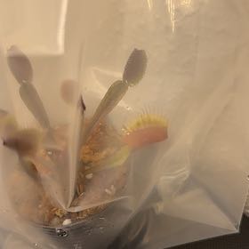 Photo of the plant species Venus Fly Trap by @SwellZzplant named Ronaldo on Greg, the plant care app