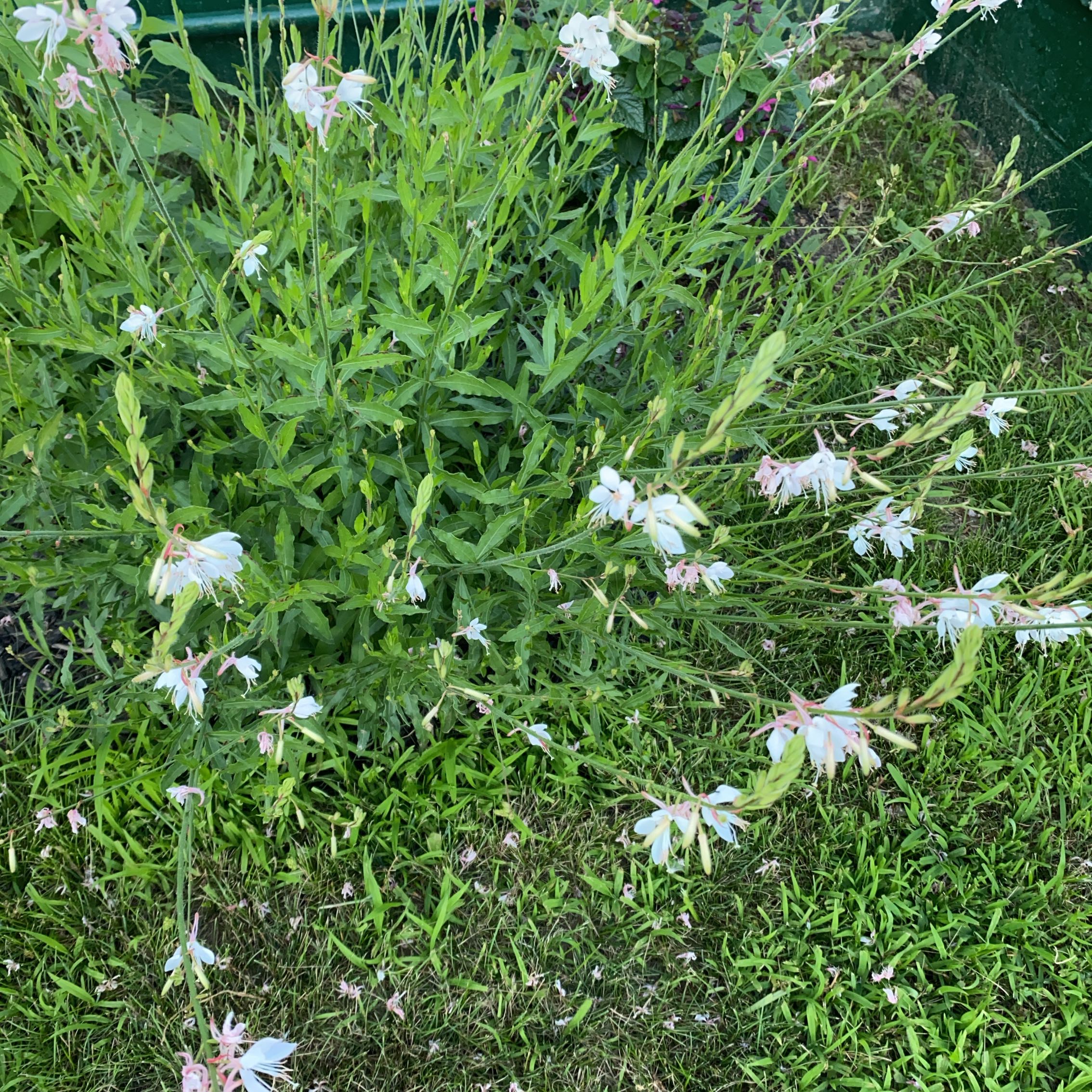 Photo of the plant species Lindheimer's Beeblossom by @QuemefulSedum named Eva on Greg, the plant care app