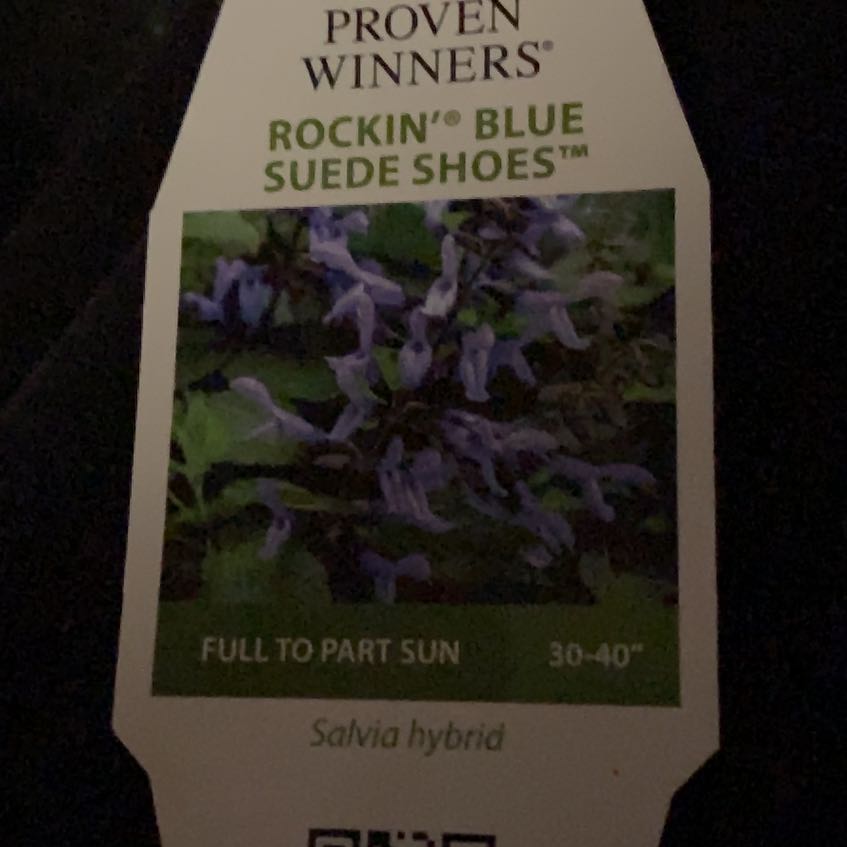 Photo of the plant species Lyre-Leaf Sage by @QuemefulSedum named Luna on Greg, the plant care app