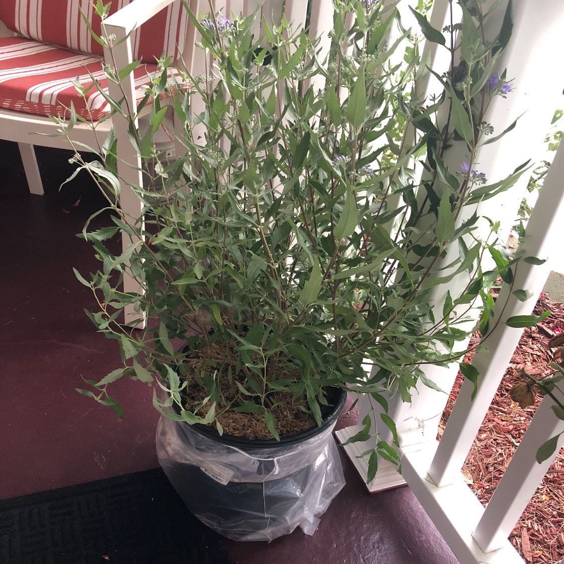 Photo of the plant species Bluebeard Knight by @CleanFiresticks named Cleopatra on Greg, the plant care app