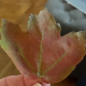 Photo of the plant species Sugar Maple by @MarkedWakerobin named Pax on Greg, the plant care app