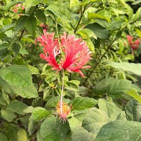 Photo of the plant species Japanese Lantern by @YeveAlpineaster named Foxxy on Greg, the plant care app