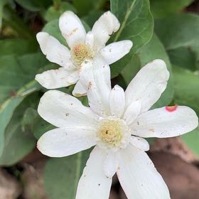 Photo of the plant species Yerba Mansa by @YeveAlpineaster named Harry on Greg, the plant care app