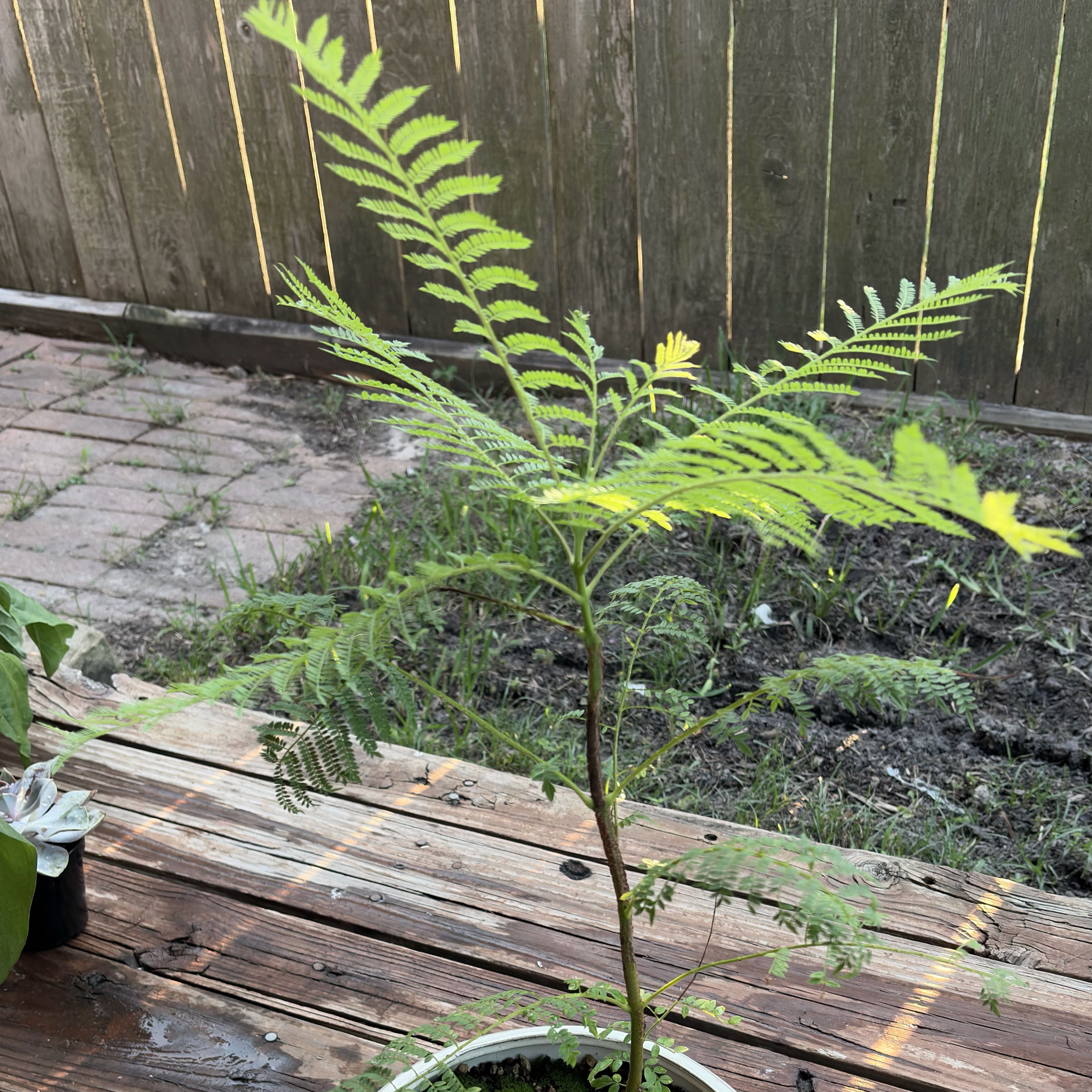 Photo of the plant species Jacaranda by @Noctule named Jacaranda on Greg, the plant care app