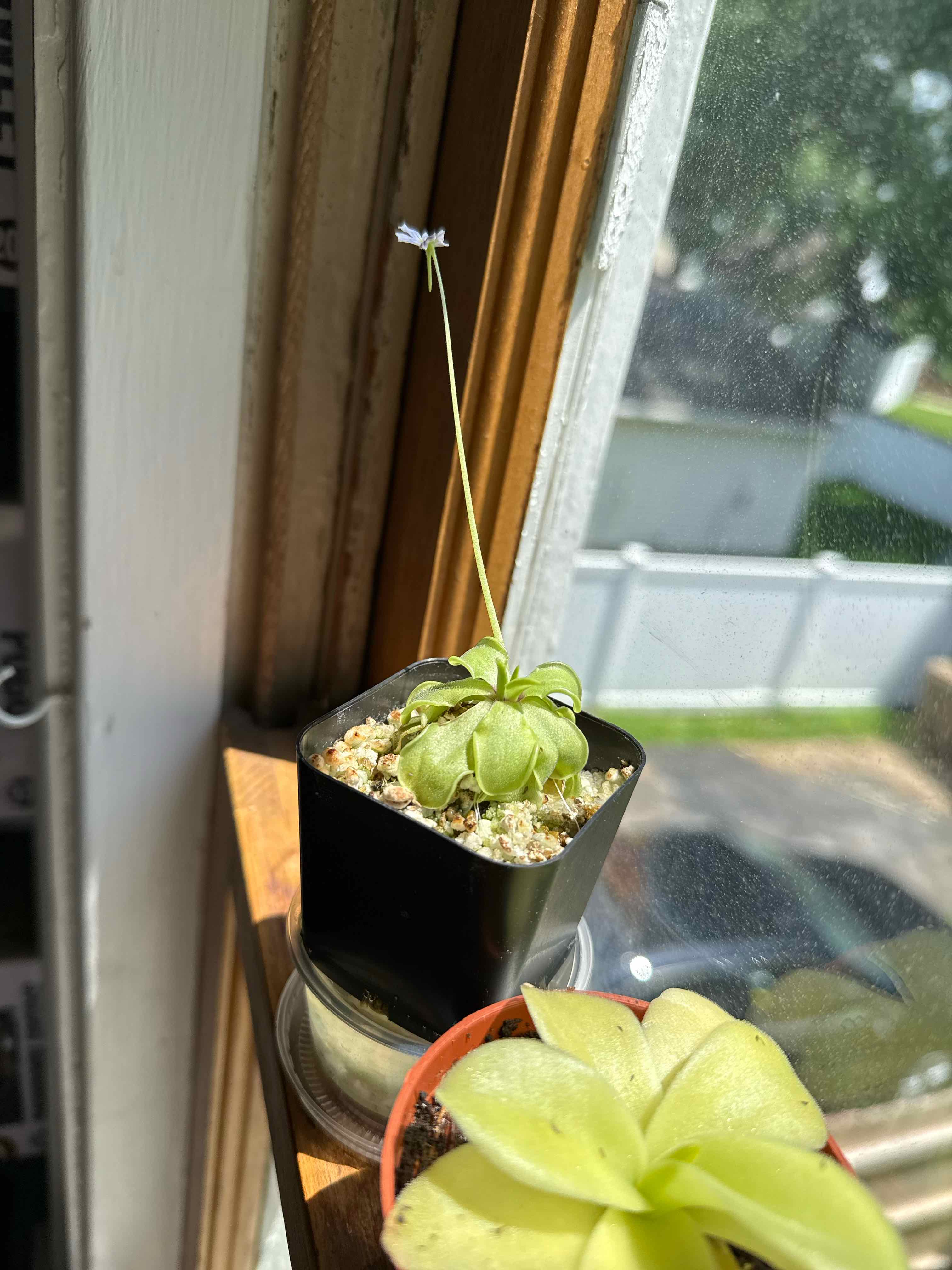 Photo of the plant species Pinguicula emarginata by @ToughRockcress named Athena on Greg, the plant care app