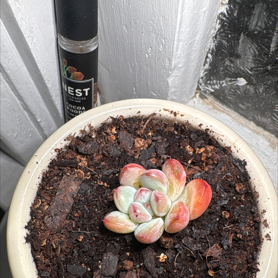 Photo of the plant species Painted Lady by @Whiteasphodel named Echeveria on Greg, the plant care app