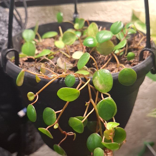 Photo of the plant species Peperomia 'Pepperspot' by @plantcraze79 named Kobe on Greg, the plant care app