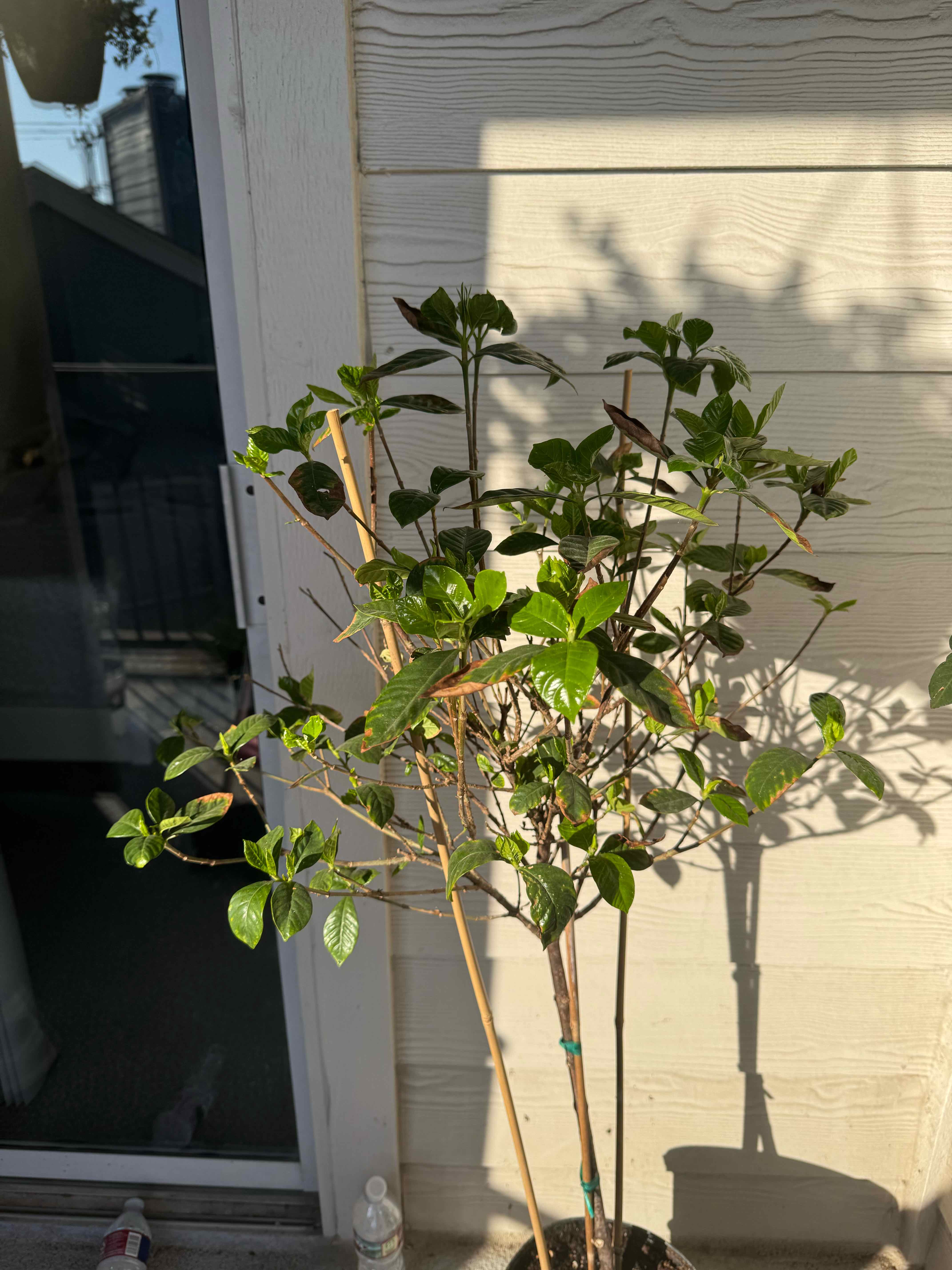 Photo of the plant species Miami Supreme Gardenia by @SharpChainplant named Gardenia on Greg, the plant care app