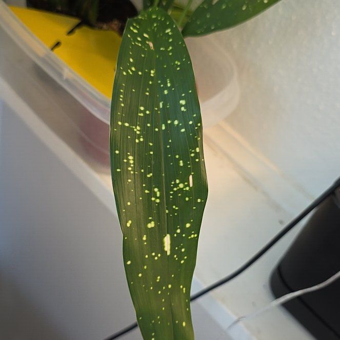 Photo of the plant species Cast Iron Milky Way by @ZealfulFirebush named Aristotle on Greg, the plant care app