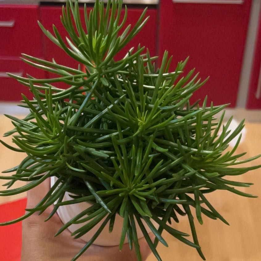 Photo of the plant species Senecio Himalaya by @WillHoyakrinkle named Orwell on Greg, the plant care app