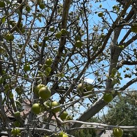 Photo of the plant species Mediterranean-Medlar by @AgileBogmyrtle named Lebron on Greg, the plant care app