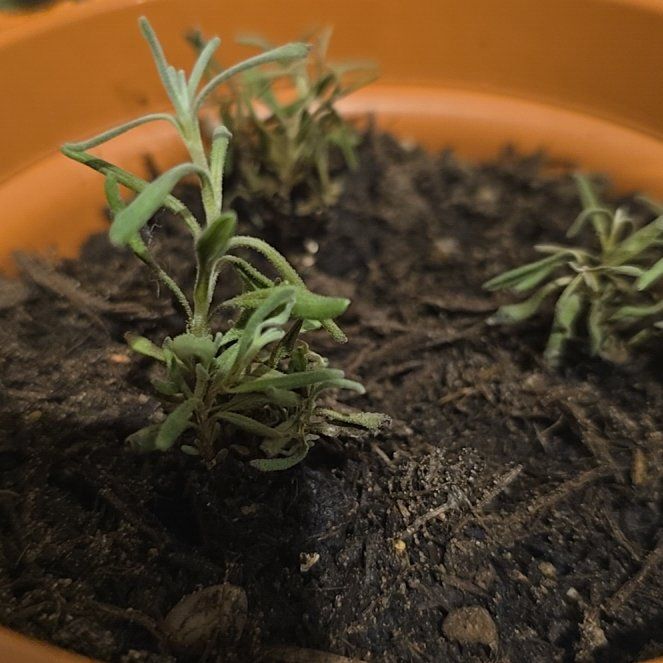 Photo of the plant species Hidcote Blue Lavender by @ArtisanGarlic79 named Denali on Greg, the plant care app