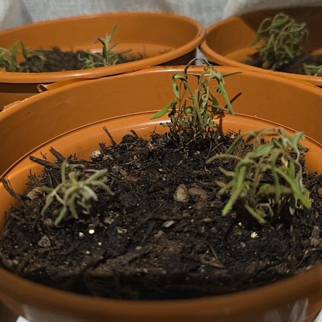 Photo of the plant species Hidcote Blue Lavender by @ArtisanGarlic79 named Apollo on Greg, the plant care app