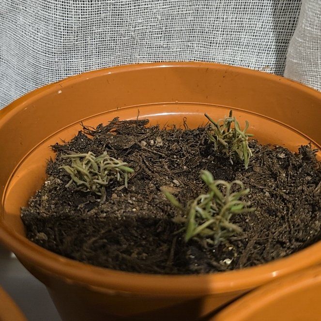 Photo of the plant species Hidcote Blue Lavender by @ArtisanGarlic79 named Sol on Greg, the plant care app