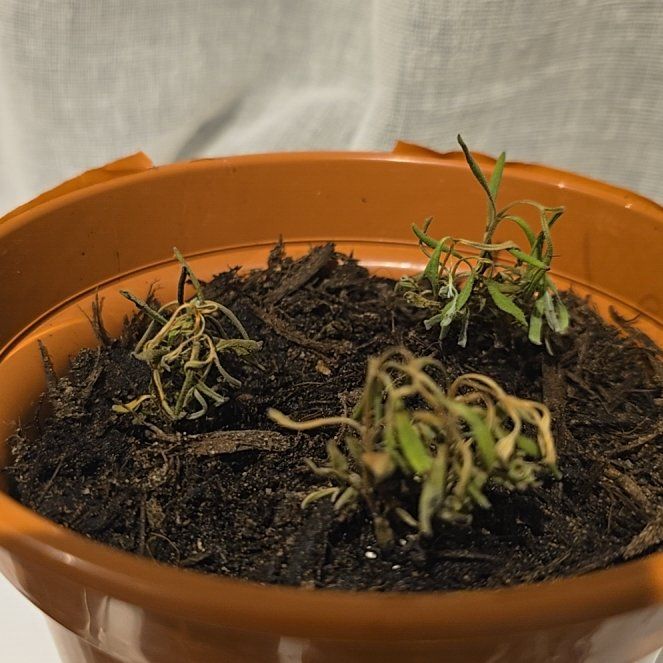 Photo of the plant species Hidcote Blue Lavender by @ArtisanGarlic79 named Homer on Greg, the plant care app