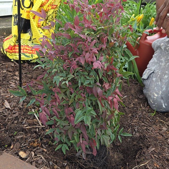 Photo of the plant species Sacred Bamboo by @SisterOgreears named Madonna on Greg, the plant care app