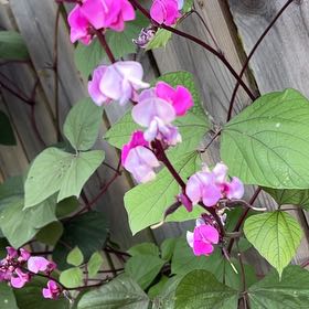 Photo of the plant species Hyacinth Bean by @LiciTnez named Khaleesi on Greg, the plant care app