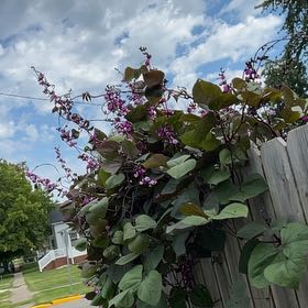 Photo of the plant species Hyacinth Bean by @LiciTnez named Queen on Greg, the plant care app