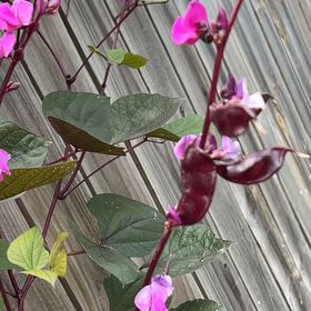 Photo of the plant species Hyacinth Bean by @LiciTnez named Messi on Greg, the plant care app