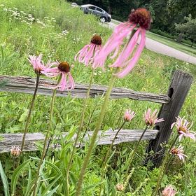 Photo of the plant species Pale Purple Coneflower by @LiciTnez named Duke on Greg, the plant care app