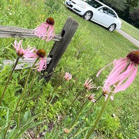 Photo of the plant species Pale Purple Coneflower by @LiciTnez named Surya on Greg, the plant care app