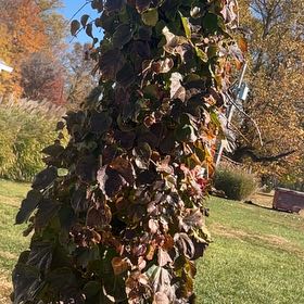 Photo of the plant species Japanese Ivy by @LiciTnez named Marley on Greg, the plant care app