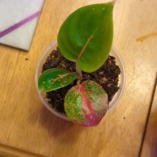 Photo of the plant species Aglaonema 'Pink Anyamanee' by @SleekAthelpine named Figyonce on Greg, the plant care app