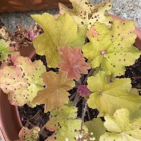 Photo of the plant species Coral Bells by @SpiffyGrevillea named Luna on Greg, the plant care app