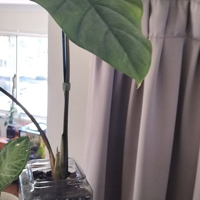 Photo of the plant species Alocasia Corazon by @1nMyOasis named Forrest on Greg, the plant care app