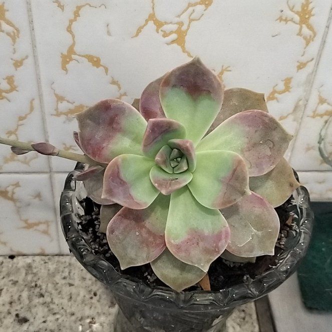 Photo of the plant species Champagne Echeveria by @1nMyOasis named Girlfrond on Greg, the plant care app