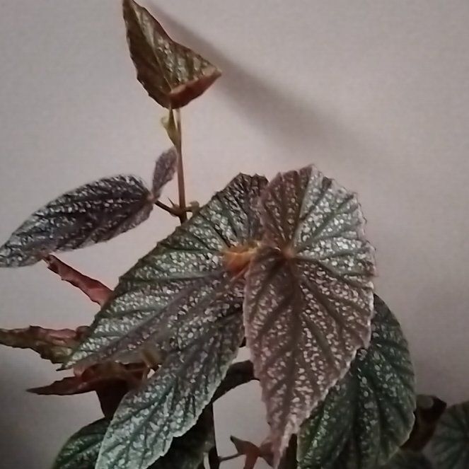 Photo of the plant species begonia rex hybrid by @1nMyOasis named Treeyoncé on Greg, the plant care app