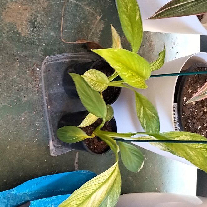 Photo of the plant species Variegated Sensation Peace Lily by @1nMyOasis named Gaga on Greg, the plant care app