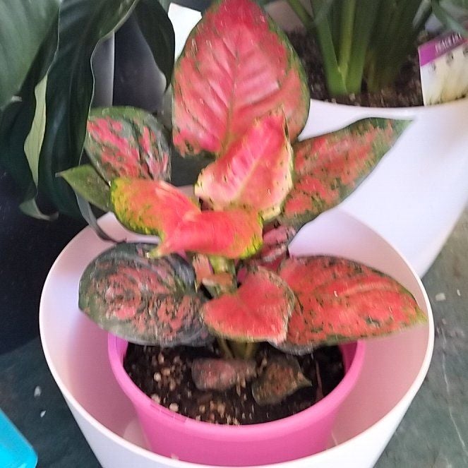 Photo of the plant species Aglaonema 'Pink Anyamanee' by @1nMyOasis named Bruce Lee on Greg, the plant care app