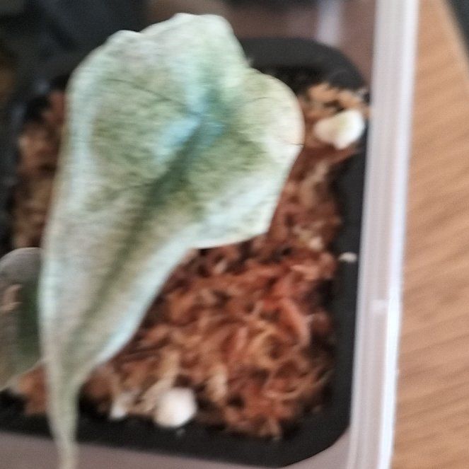 Photo of the plant species Alocasia Pink Mint by @1nMyOasis named Hamilton on Greg, the plant care app