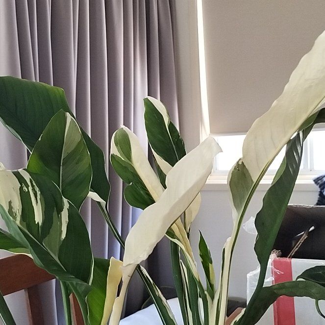 Photo of the plant species Picasso Peace Lily by @1nMyOasis named Tupot amaroot on Greg, the plant care app