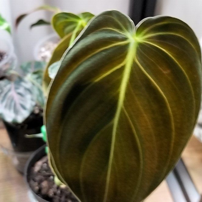 Photo of the plant species Black-gold Philodendron by @1nMyOasis named Kendall on Greg, the plant care app