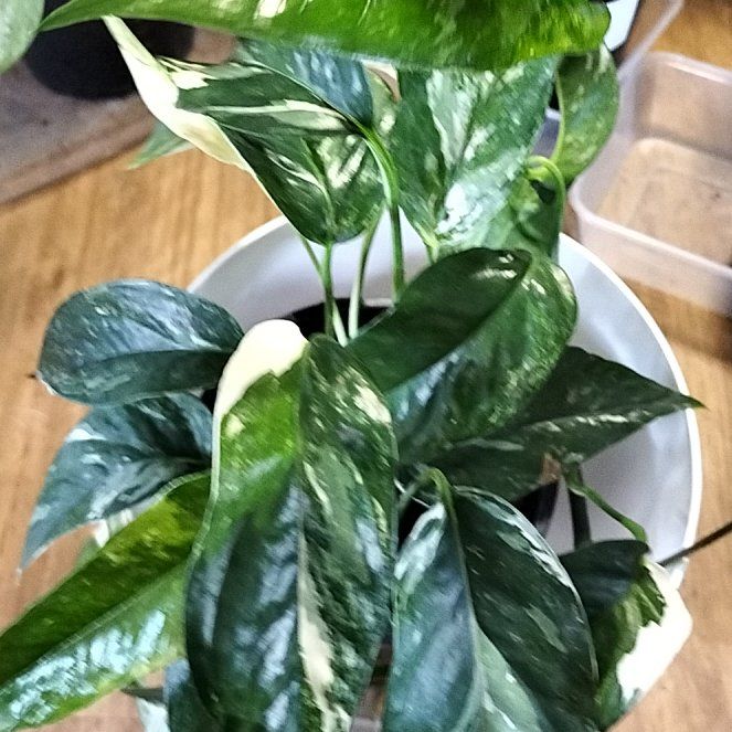 Photo of the plant species Aurea Variegata by @1nMyOasis named Khaleesi on Greg, the plant care app