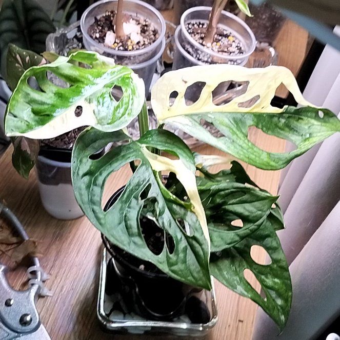 Photo of the plant species variegated monkey mask by @1nMyOasis named Ulysses S Plant on Greg, the plant care app