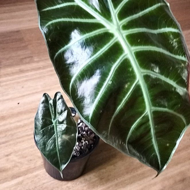 Photo of the plant species Alocasia Suhirmaniana by @1nMyOasis named Keanu Leaves on Greg, the plant care app